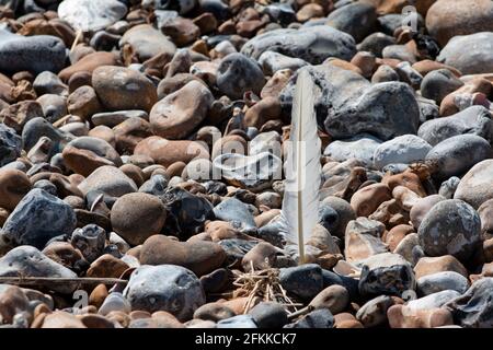 single white feather sticking up out of the stones on East Preston Beach, West Sussex, UK Stock Photo