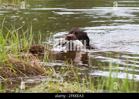 a hunting dog with a duck in its teeth swims to the grassy shore of the lake Stock Photo