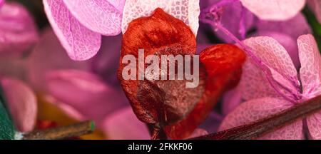 Flower in shape of heart close up petals banner, background of dried flowers with selective focus Stock Photo