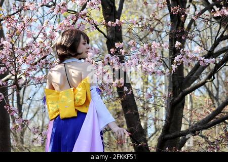 Pretty girl in a traditional Japanese dress posing on background of sakura flowers. Cherry blossom season in Moscow Botanical garden at spring Stock Photo