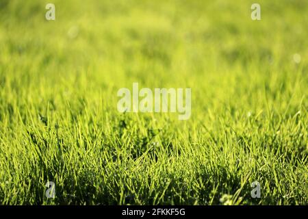 Green grass in sunlight, selective focus, blurred background. Fresh spring nature, dew on sunny meadow Stock Photo