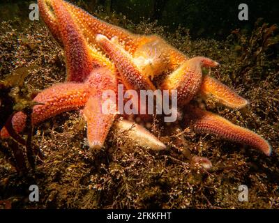 Two orange starfish in cold North Atlantic water hold on to one another. Picture from a scuba dive in Skagerakk and the Weather Islands on the Swedish west coast. Stock Photo
