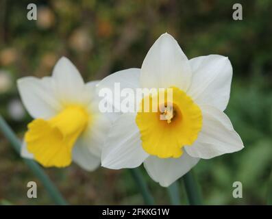 Image of two white and yellow daffodil blooms in spring. High quality photo Stock Photo