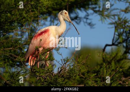 Roseate spoonbill in afternoon Florida sunlight. Stock Photo