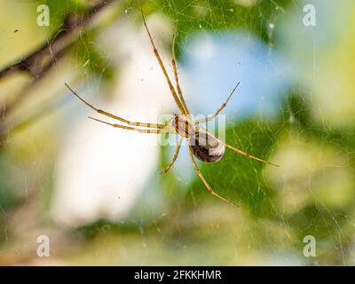 Close-up view of a spider on a web in the forest. Stock Photo