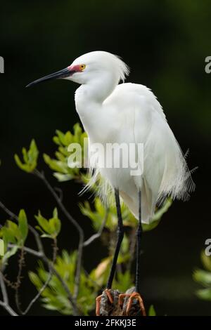 A snowy egret in mating pumage perched. Stock Photo