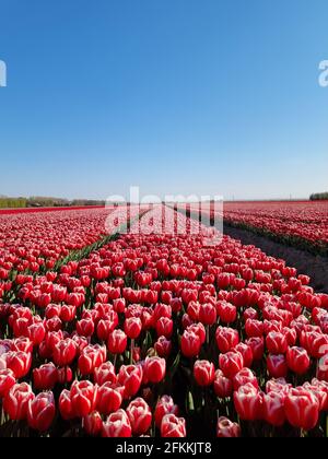 Tulip field in The Netherlands, colorful tulip fields in Flevoland Noordoostpolder Holland, Dutch Spring views in the Netherlands Stock Photo