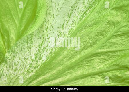 Flower petal or leaf texture, Abstract natural background with gradient green color. Stock Photo
