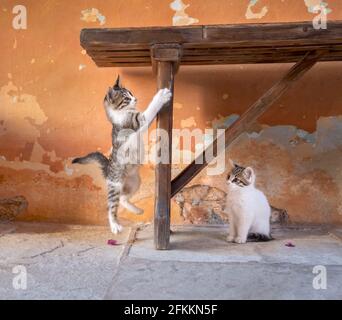 Cute cat babys playing, a funny kitten jumping up in front of a colorful terracotta-colored vintage wall with cracked peeling paint Stock Photo