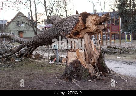 Dangerous old rotten tree fallen on kids playground during heavy winds. Stock Photo