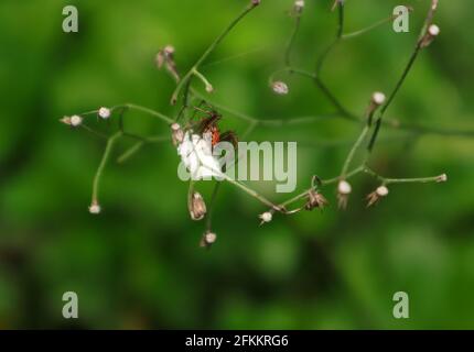 Close up an orange color spider that lays its eggs on the body of a dead insect preyed upon and wrapped in a tiny tree branch Stock Photo