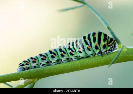 Papilio machaon. Caterpillar in its natural environment. Stock Photo