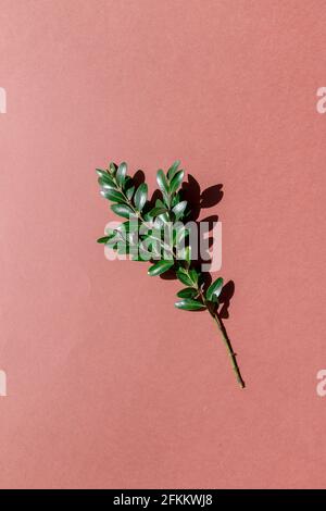 tiny green leaves bunch on brown background Stock Photo
