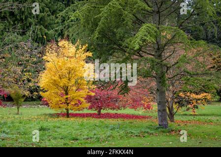 Colourful trees in an English country garden during autumn Stock Photo