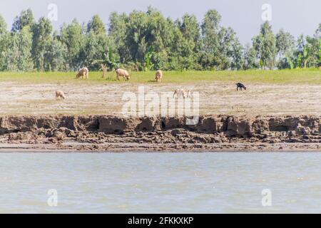 Goats and sheep on a char sandbank island in Jamuna river near Bogra, Bangladesh. Stock Photo