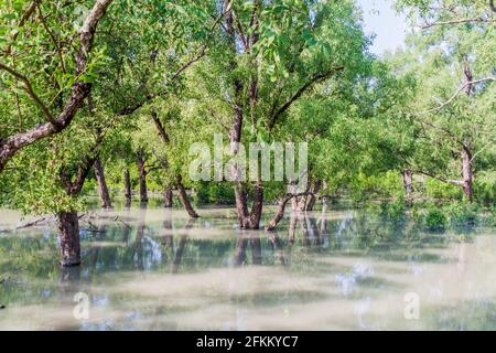 Flooded forest at Hiron Point in Sundarbans, Bangladesh Stock Photo