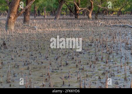 Breathing roots in Sundarbans, Bangladesh Stock Photo