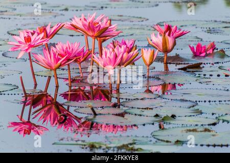 Pond with water lilies in Sundarbans, Bangladesh Stock Photo