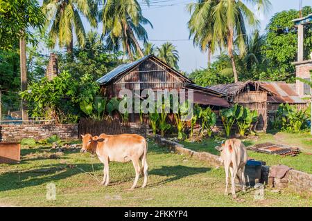 Rural scene with cows in Khulna, Bangladesh Stock Photo
