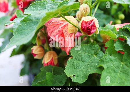 Closeup of pink Abutilon blossoms in spring Stock Photo