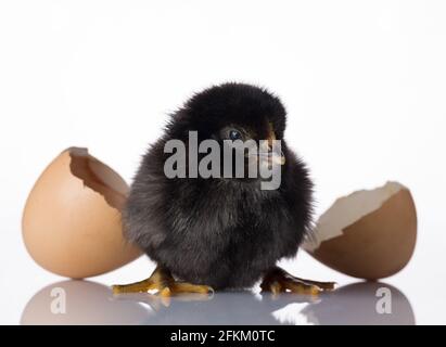 Black baby chicks on white table Stock Photo