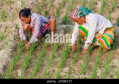 KANTANAGAR, BANGLADESH - NOVEMBER 8, 2016: Peasants on a field in Kantanagar near Dinajpur, Bangladesh Stock Photo