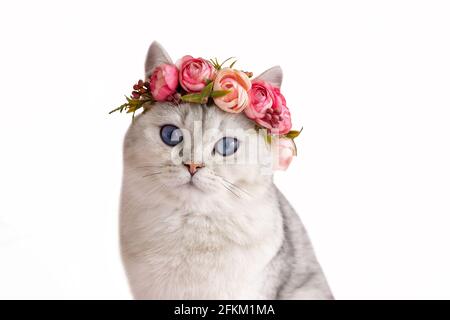 Beautiful white british cat wearing a crown of flowers on a white isolated background Stock Photo