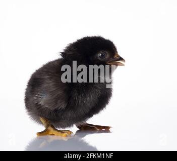 Reflection Image of Black Chick on White Table Stock Photo