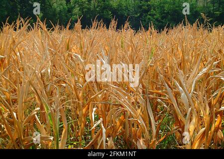 Corn field dried due to dryness. Stock Photo