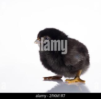 Reflection Image of Black Chick on White Table Stock Photo