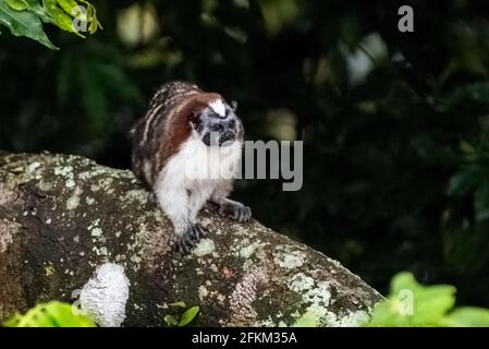 Geoffroy's tamarin (Saguinus geoffroyi), also known as the Panamanian, red-crested or rufous-naped tamarin Stock Photo