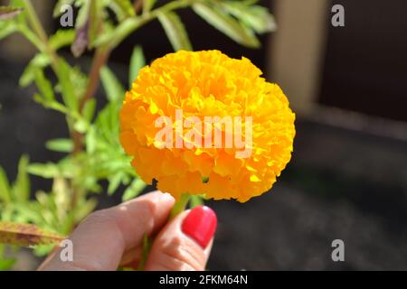 Woman's hand holding a large bright orange flower of calendula  Stock Photo