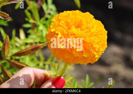 Woman's hand holding a large bright orange flower of calendula  Stock Photo