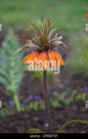 Single orange Flowering Imperial Fritillary (Fritillaria imperialis) in garden or park  with raindrops. Floral background or wallpaper. Stock Photo