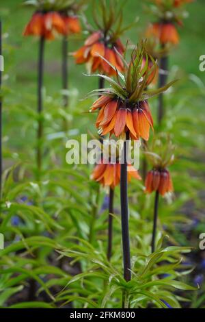 A group of orange Flowering Imperial Fritillary (Fritillaria imperialis) in garden or park with raindrops. Floral background or wallpaper. Stock Photo