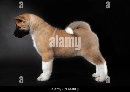 little puppy of american akita breed dog on black background Stock Photo