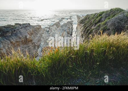 California coastline landscape. Rocky cliffs and native plants on the beach at sunset Stock Photo