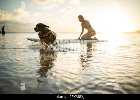 Dog running away from woman on paddleboard on a beach in Hawaii Stock Photo