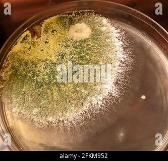 Mold Growing in Petri Dish Stock Photo