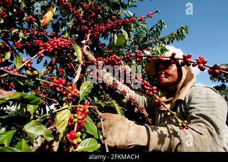 guaratinga, bahia, brazil - march 15, 2023: Conilon coffee