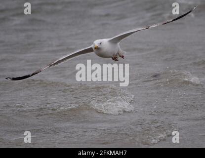 Close Up Of A Flying Silver Gull At The North Sea Coast In Borkum East Frisia Germany On An Overcast Spring Day Stock Photo