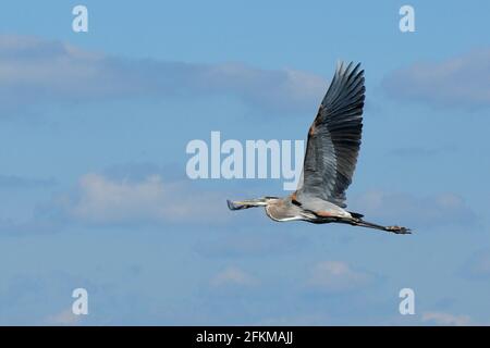 Flying Tricolored Heron In Front Of The Blue Sky In Merritt Island Florida On A Sunny Autumn Day Stock Photo