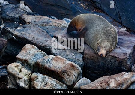 Australian fur seal sleeping on the rocks Stock Photo