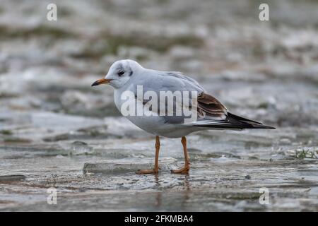 Black-headed gull on ice (Chroicocephalus ridibundus) Stock Photo