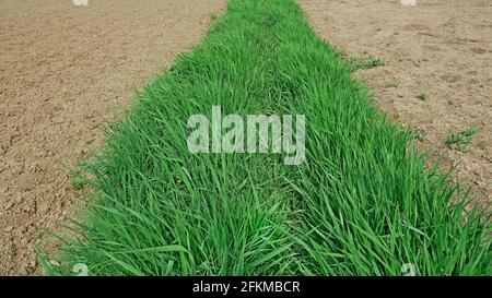 Strip of young fresh green cereal grass between areas of cultivated soil on both sides, sunny warm weather in late April Stock Photo
