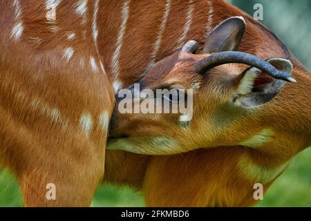 Female antelope of Nowland nyala(Tragelaphus angasii) Stock Photo