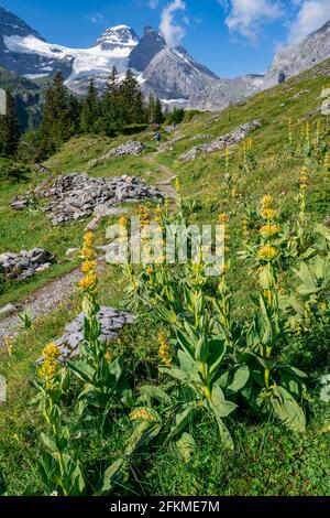 Hiking trail, Yellow Gentian (Gentiana lutea), Lauterbrunnen, Bernese Alps, Bernese Oberland, Switzerland Stock Photo