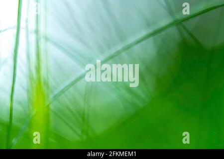 Blurred blades of grass Stock Photo