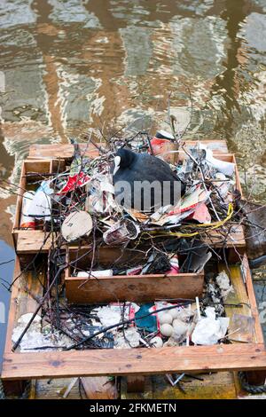 Common coot (Fulica atra) on nest built from rubbish, Amsterdam, Netherlands Stock Photo