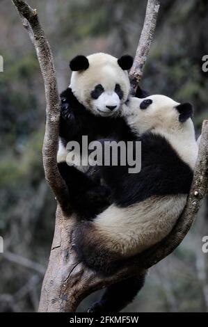 Giant pandas (Ailuropoda melanoleuca), Wolong Nature Reserve, Sichuan, China Stock Photo
